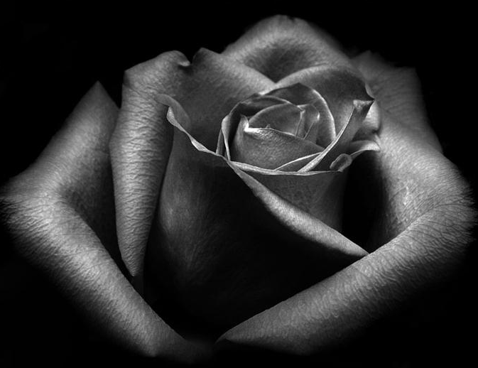 single rose image